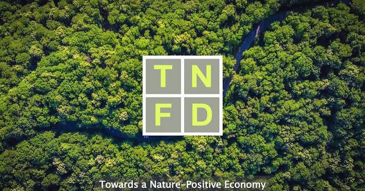 O que é a TNFD e por que os riscos relacionados à natureza viraram assunto de diretoria
